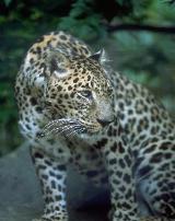 Shaolin Leopard - Shaolin Kempo Martial Arts
