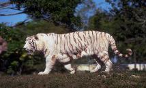 Shaolin Tiger - Shaolin Kempo Karate